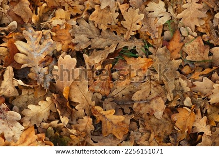 Similar – Image, Stock Photo Oak leaf melancholic and dreary in November