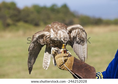 Falcon eats chicken meat sitting at man\'s arm.