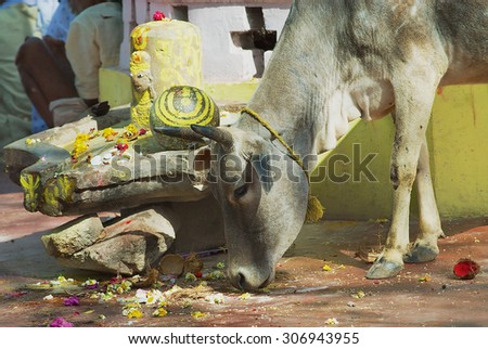 ORCHHA, INDIA - MARCH 27, 2007: Cow looks for food at the street of Orchha, India.
