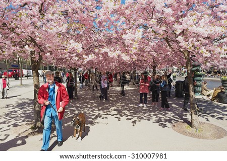 STOCKHOLM, SWEDEN - APRIL 28, 2011: Unidentified people enjoy walking under blossoming cherry trees at Kungstradgarden in Stockholm, Sweden.