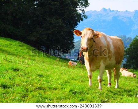 Happy cow in Liechtenstein
