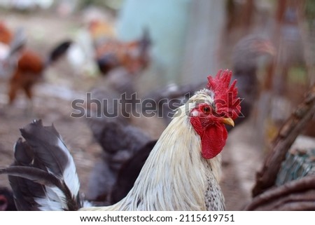 Big beautiful male rooster. Chickens on farm, rural scene.
Rooster head close up.
Funny or humorous close-up head portrait of a male chicken or rooster with beautiful yellowish feathers bright red com Foto d'archivio © 