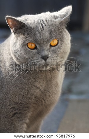 Blue british short-hair cat in garden.