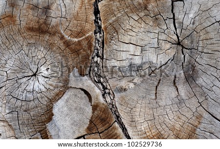 Background of cross section of ancient hardwood tree