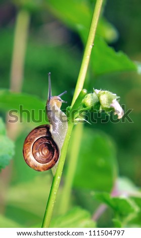 Garden snail in slow motion on green grass