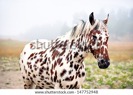 brown and white spotty horse in field on misty morning