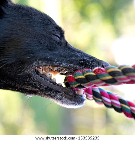 Close up of teeth of black dog biting a rope, having a tug-of-war with his master