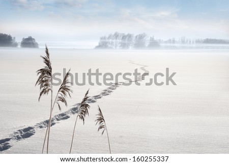 Footsteps on lake in winter, with small islands and trees in background and reeds with ice crystals in foreground