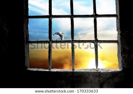 Dawn with flying seagull seen through prison window with metal bars