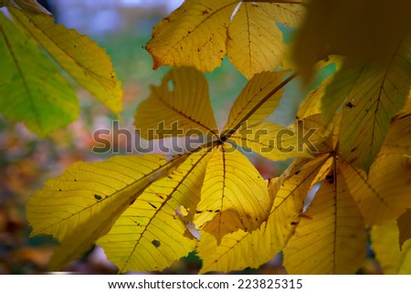 Close up of beautiful yellow leaves of chestnut tree in fall