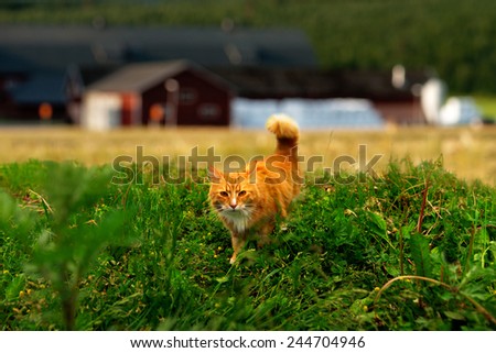Ginger cat in hunting mode in grass with farm house in background