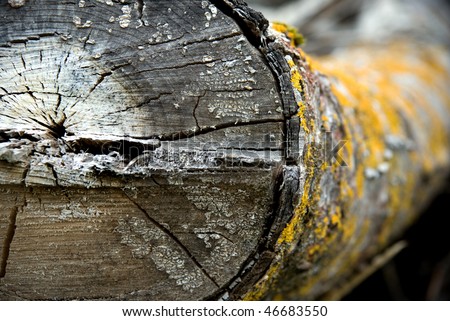 Close up of dry old log with yellow fungus