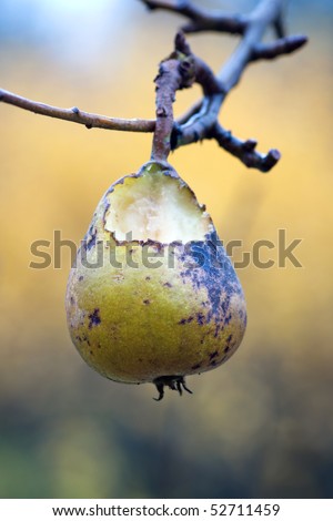 Close up of pear in a tree, partly eaten by birds