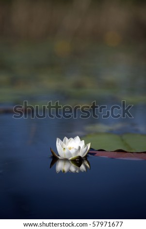 white water lily reflected in a pond with blue water
