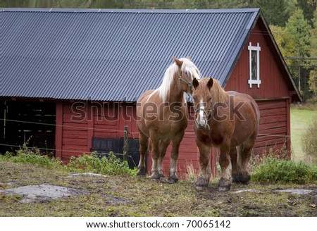 domestic work horses in front of red barn