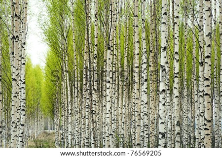 Birch trees with fresh green leaves in spring