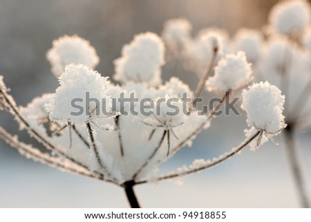 Close up of frozen dry plant with snow and ice crystals