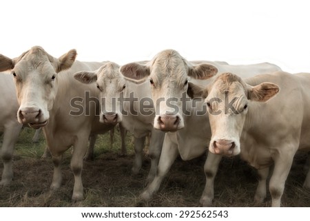 Four white cows in a row posing in front of the camera with blue, purple, pink and orange sky
