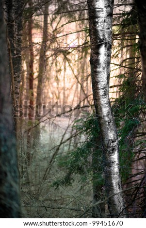 Birch tree in magic forest with evening light