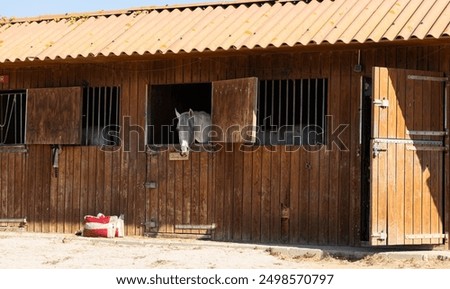 Image, Stock Photo Brown horse resting in stable