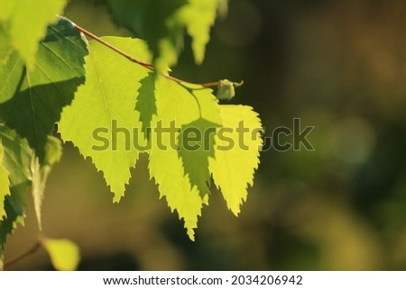 green birch leaves on the background of green nature Zdjęcia stock © 