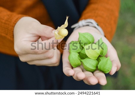 Similar – Foto Bild Nahaufnahme einer Physalis Alkekengi