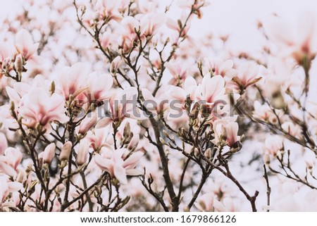 Foto Bild Magnolienbaum im Frühling