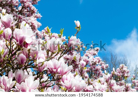 Similar – Foto Bild Magnolienbaum im Frühling