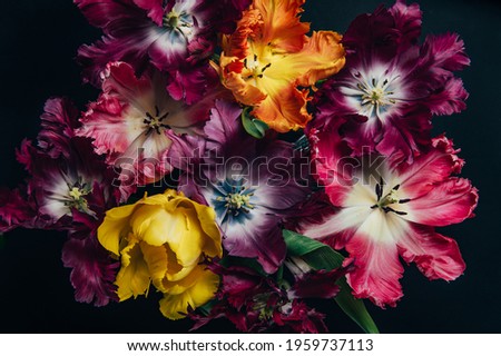 Similar – Image, Stock Photo Bunch of Parrot Style Tulips