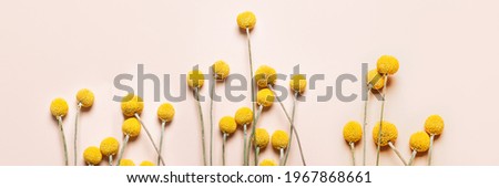 Similar – Image, Stock Photo Craspedia globosa dry flowers