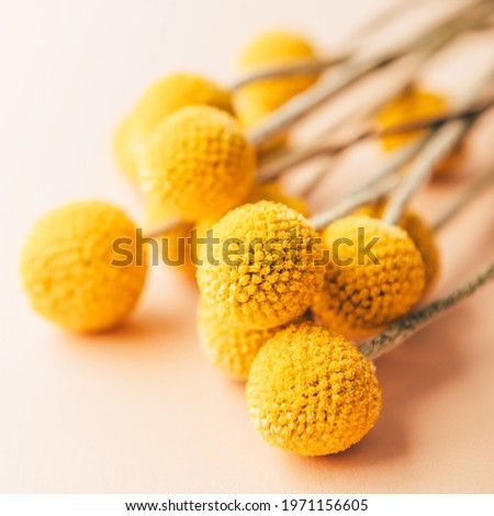 Similar – Image, Stock Photo Craspedia globosa dry flowers