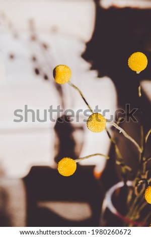 Similar – Image, Stock Photo Craspedia globosa dry flowers