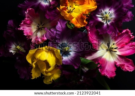 Similar – Image, Stock Photo Bunch of Parrot Style Tulips