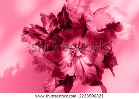 Similar – Image, Stock Photo Bunch of Parrot Style Tulips