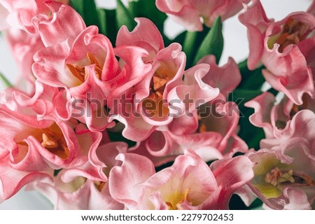 Similar – Image, Stock Photo Bunch of Parrot Style Tulips