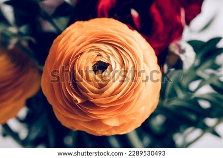 Similar – Image, Stock Photo Tender ranunculus flowers