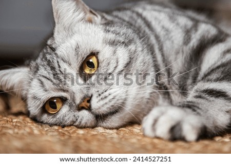 Similar – Image, Stock Photo white tabby British Shorthair cat meows in nature