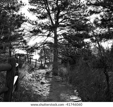 Path over a forested hill with pine trees in black and white with back-lighting