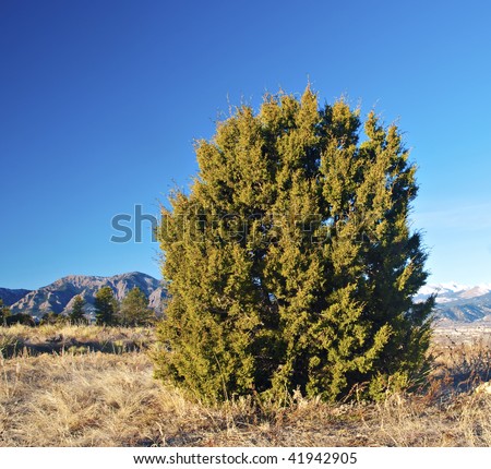 Round juniper tree or bush in the Colorado foothills