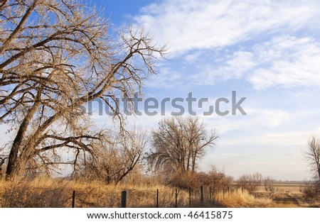 Bare cottonwood trees lean right towards a small dirt road on the right edge of the scene, on the Colorado prairie