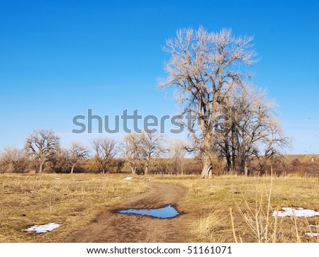 Tall cottonwood tree towers over a charming path where there is a puddle from melting snow that reflects the vast blue sky.