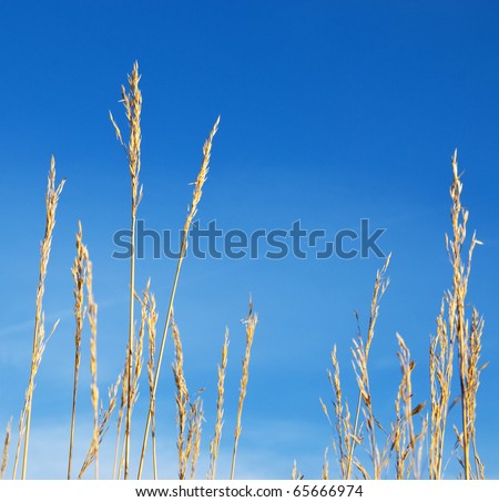 Golden grasses reach up into a bright blue sky, from close up.