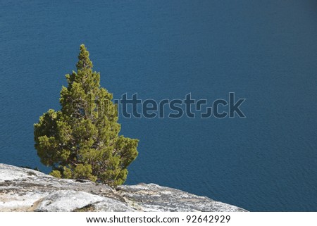 Small fir tree grows out of granite by the side one of the Echo Lakes in the Sierra Nevada mountains.