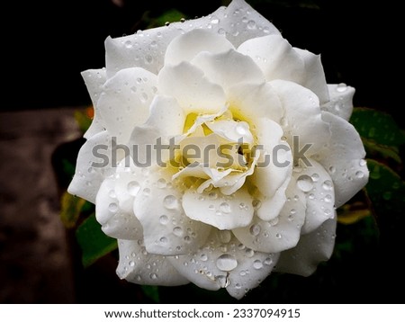 Similar – Image, Stock Photo Raindrops on the rose