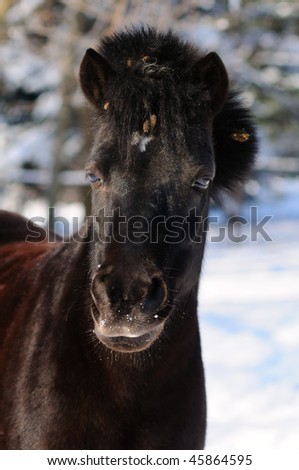 Portrait of raven shetland pony in winter
