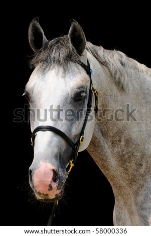 Portrait of gray sportive horse isolated on black background
