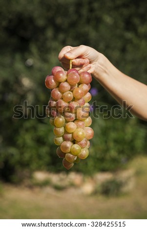 Woman\'s hand holding fresh grapes dripping water