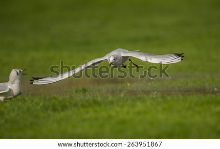 Black-headed gull flying forwards over grass
