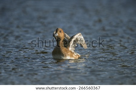 Wigeon ,Anas penelope, taking off from a pond