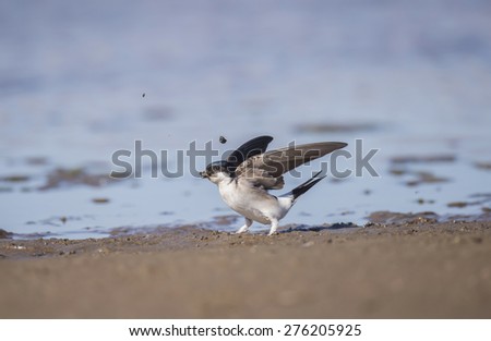 House martin, Delichon urbica, with mud for nest building